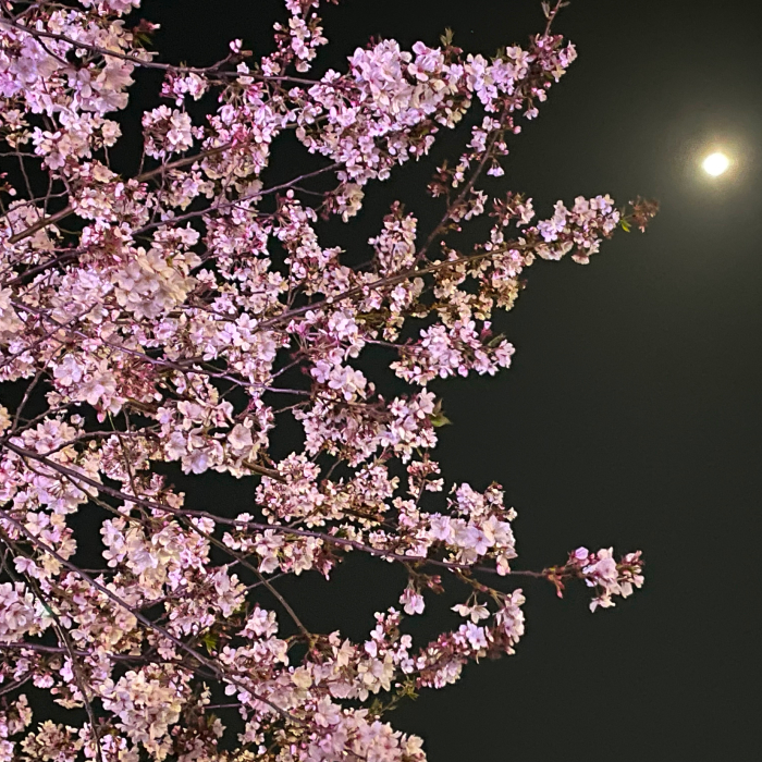 月夜と桜の写真